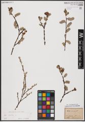 Foto von Salix aurita L.
